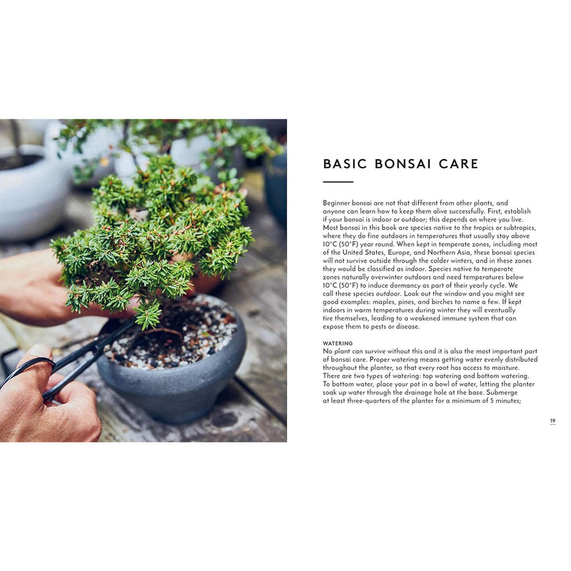 the little book of bonsai  basic bonsai care