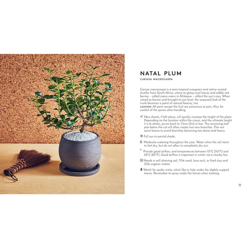 the little book of bonsai  natural plum
